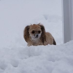 Meet your Posher, Debra